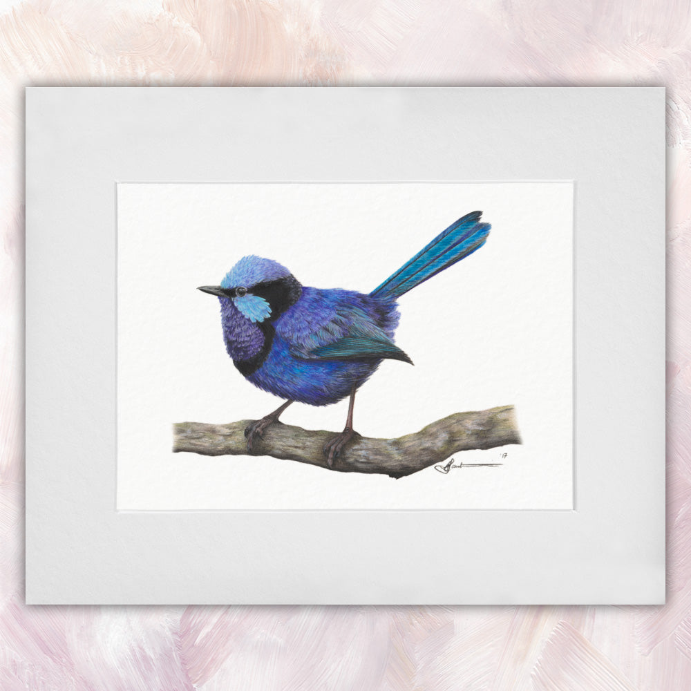 Splendid Fairywren (Male)