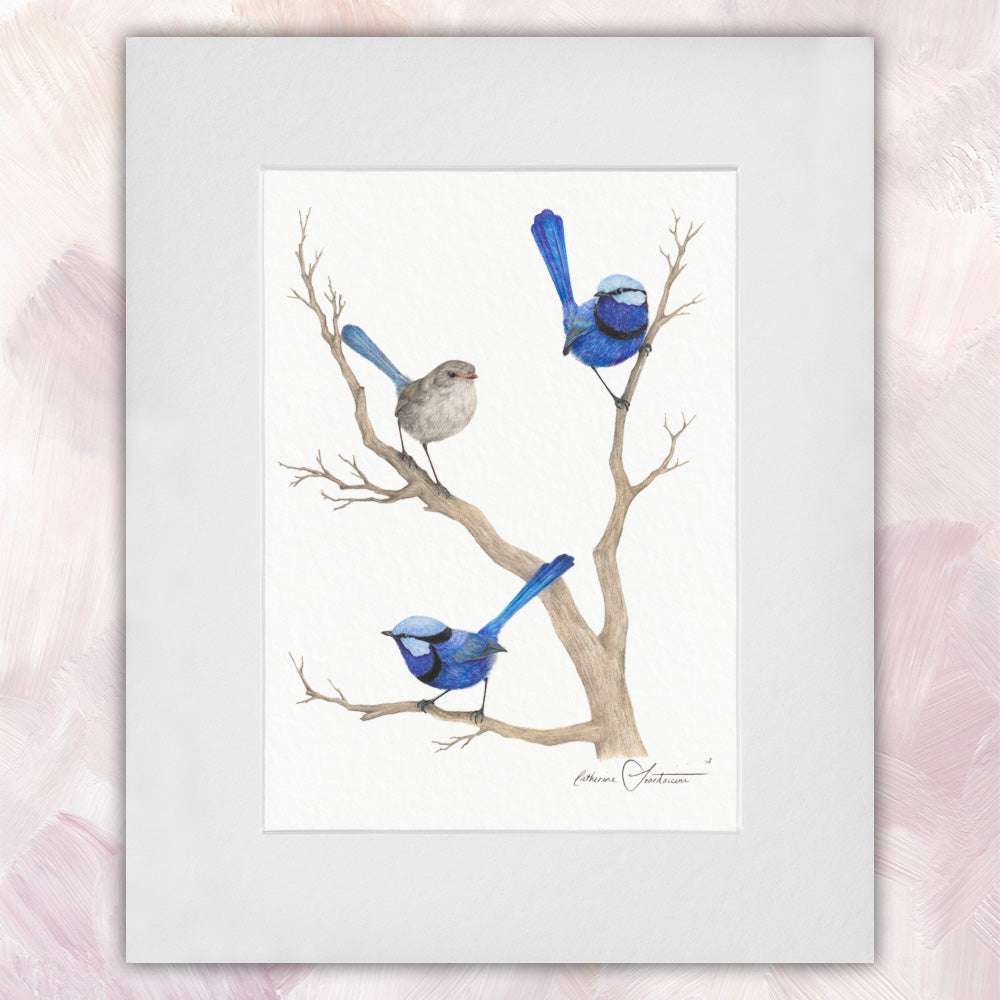 Splendid Fairywren Trio