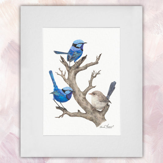 Splendid Fairywren Trio