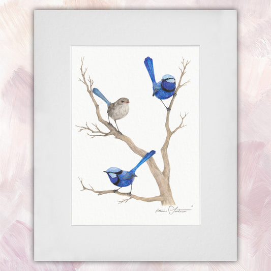 Splendid Fairywren Trio Original