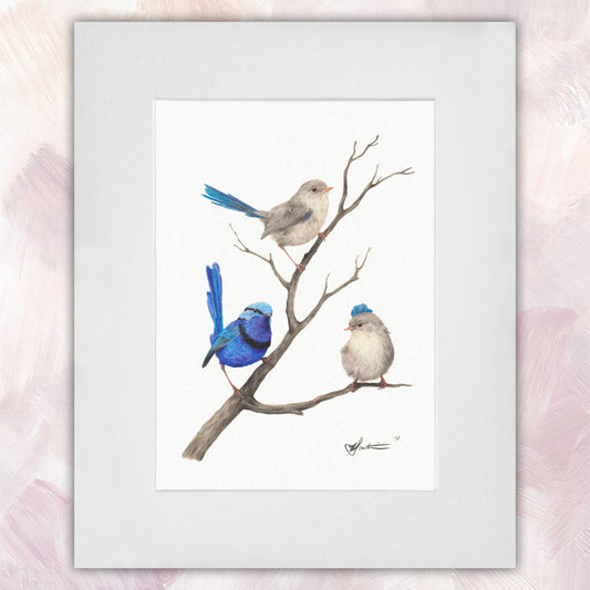 Splendid Fairywren Trio