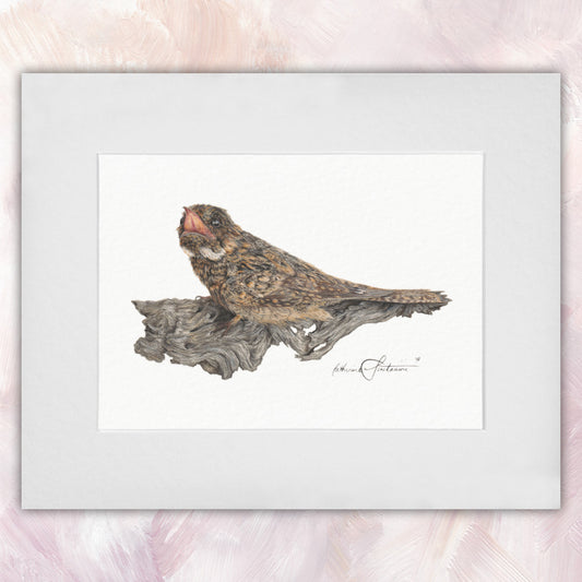 Spotted Nightjar Original