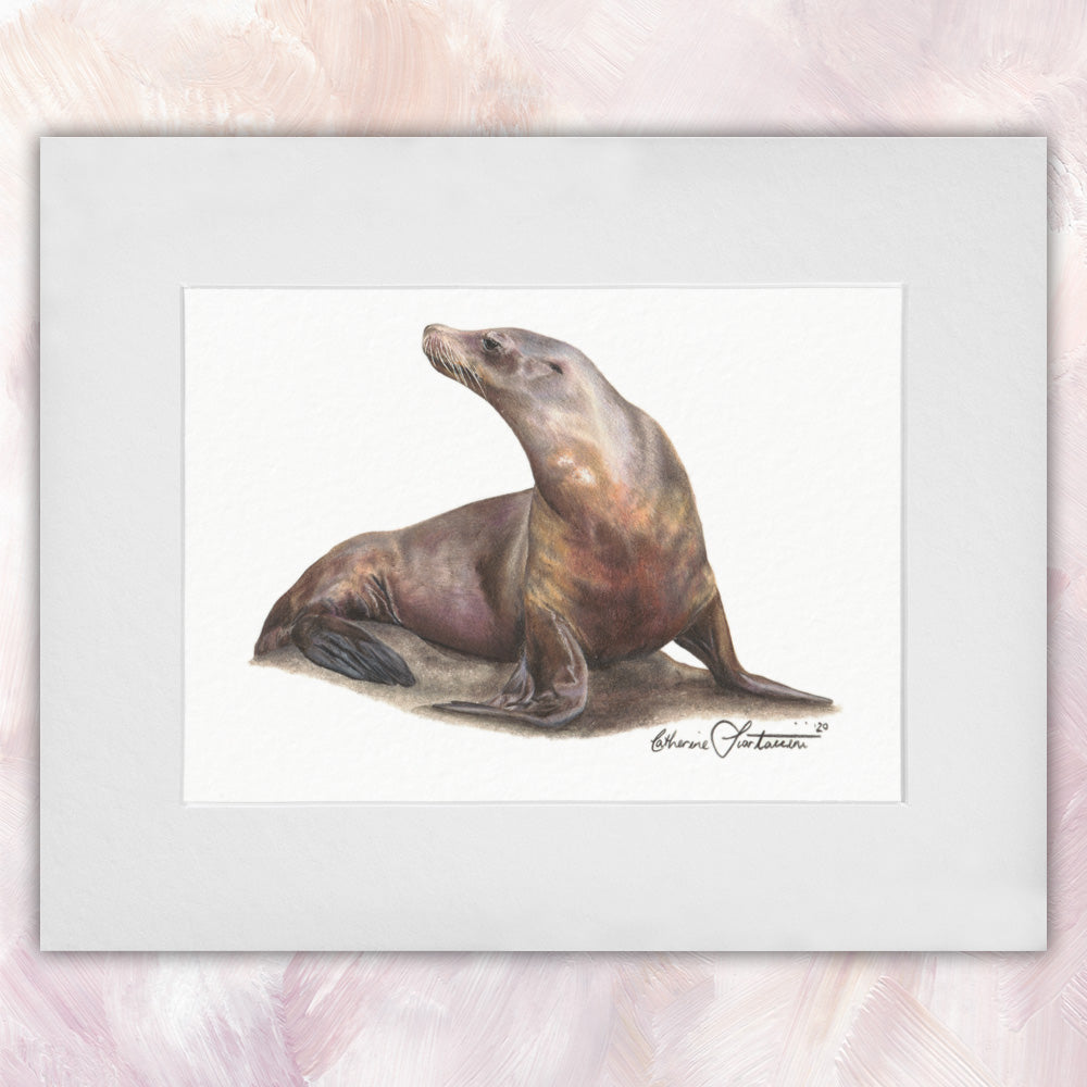 Steller Sea Lion