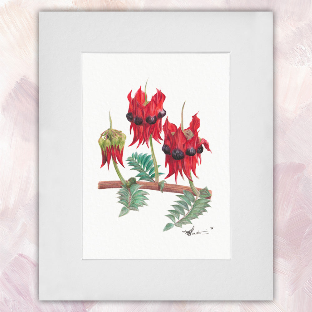 Sturt Desert Pea