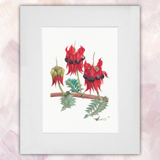 Sturt Desert Pea Original