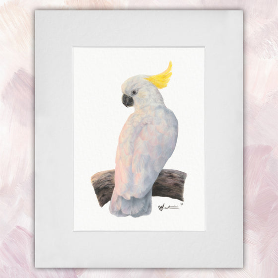 Sulphur Crested Cockatoo