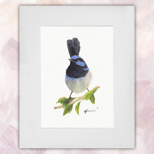 Superb Fairywren Original