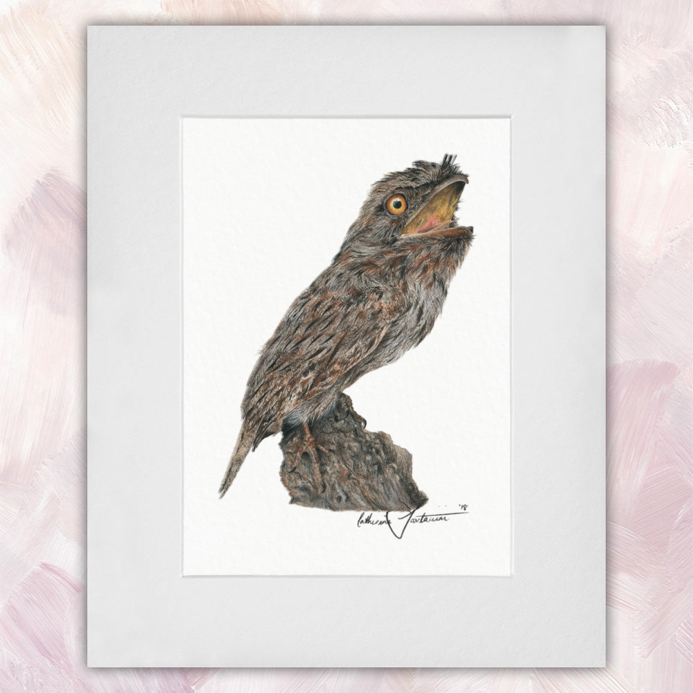 Tawny Frogmouth