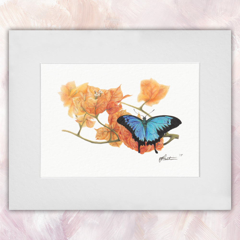 Ulysses Butterfly Original