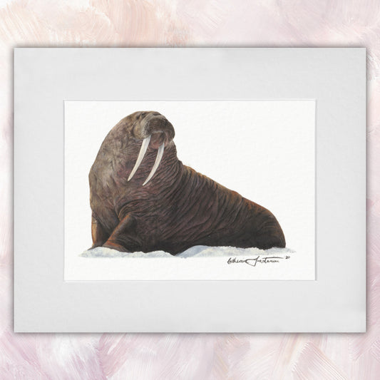 Walrus Original