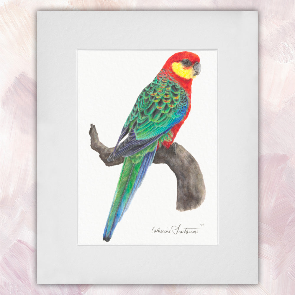 Western Rosella