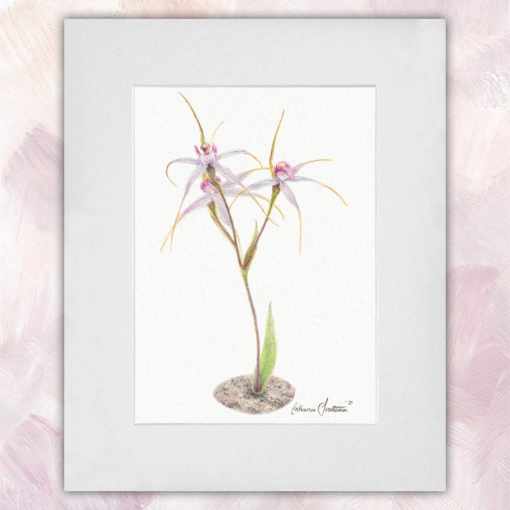 White Spider Orchid Original