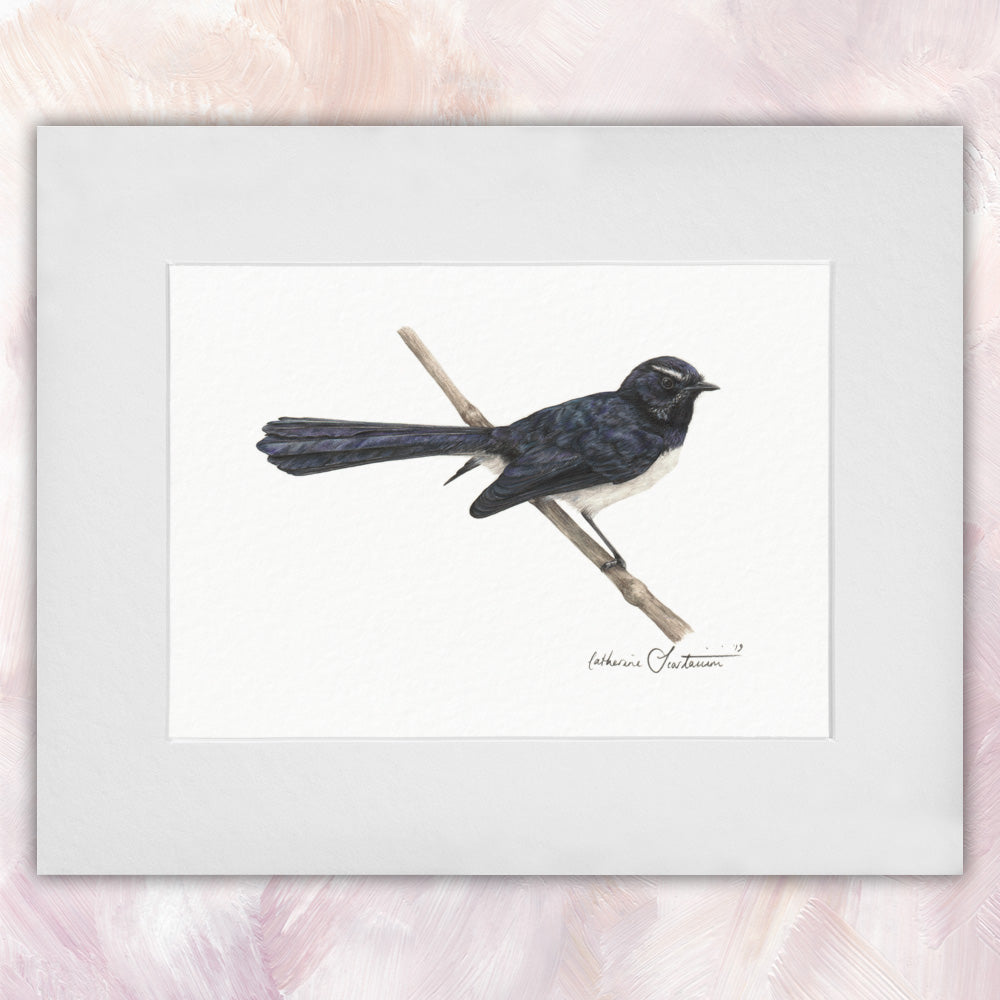 Willie Wagtail