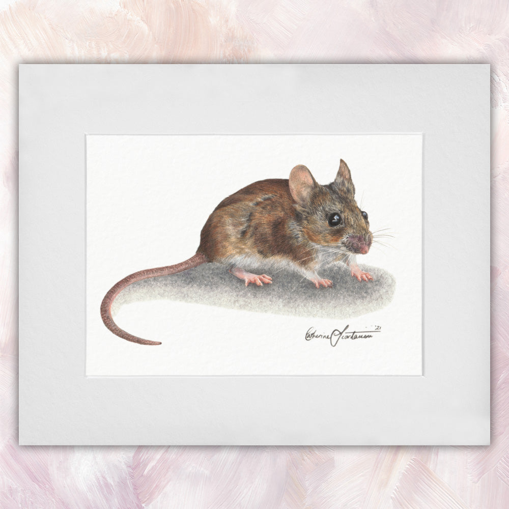 Wood Mouse