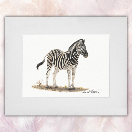 Zebra