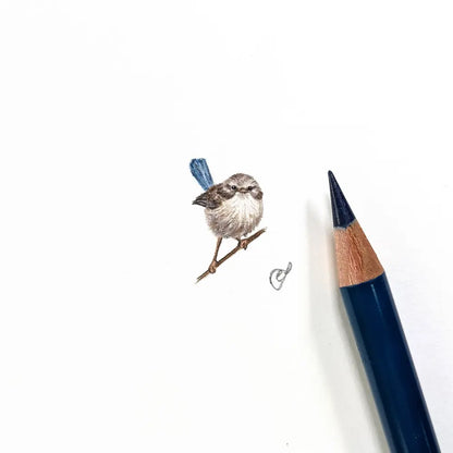 Splendid fairywren (Female) miniature #1132