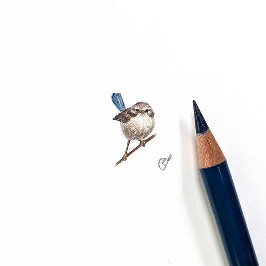 Splendid fairywren (Female) miniature #1132