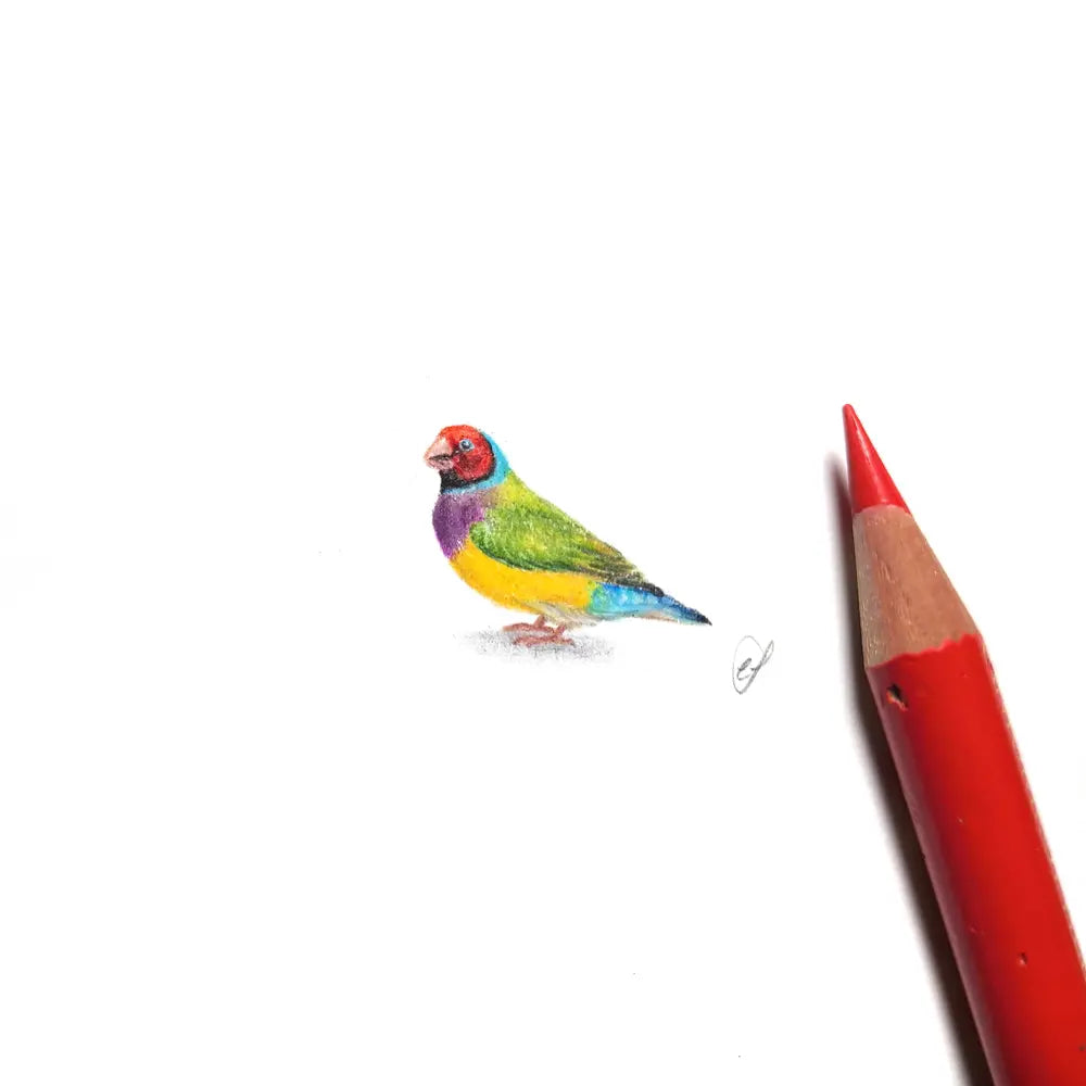 Gouldian finch miniature #1958