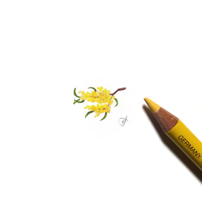 Wattle miniature #2013