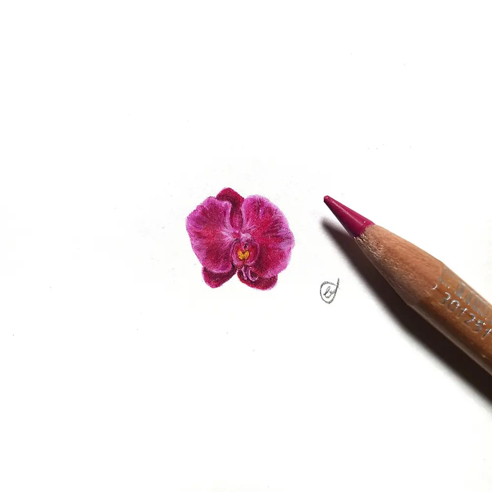 Orchid miniature #2019