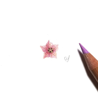 Guichenotia ledifolia miniature #2186