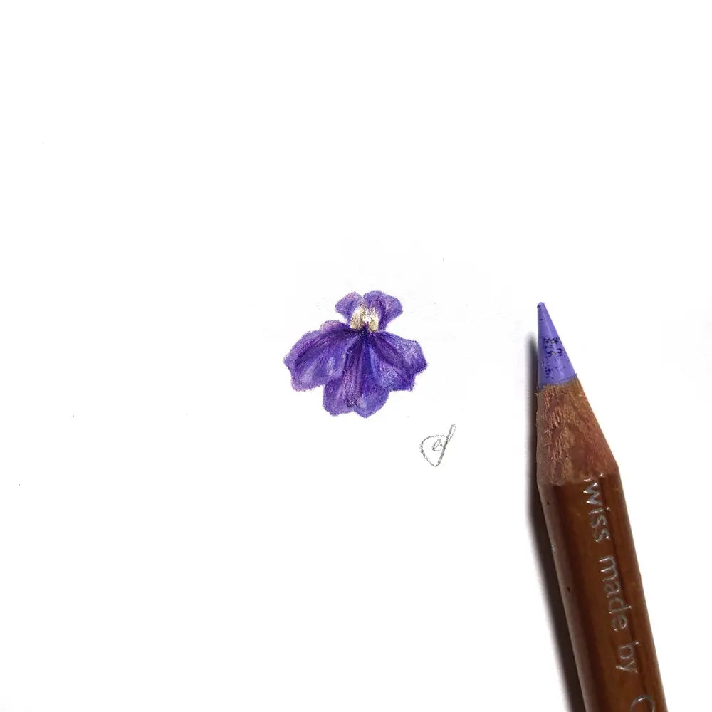 Karri dampiera miniature #2197
