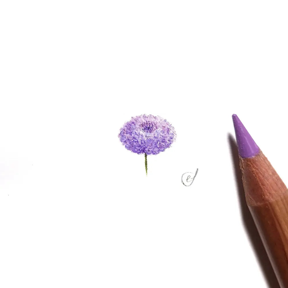 Rottnest Island daisy miniature #2201