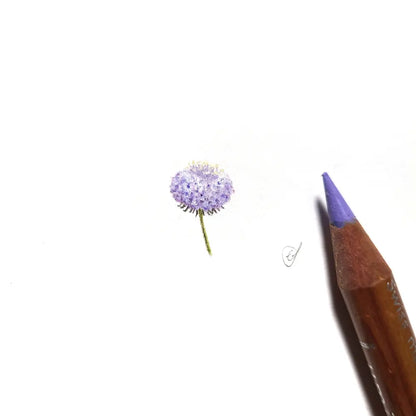 Rottnest Island daisy miniature #2204