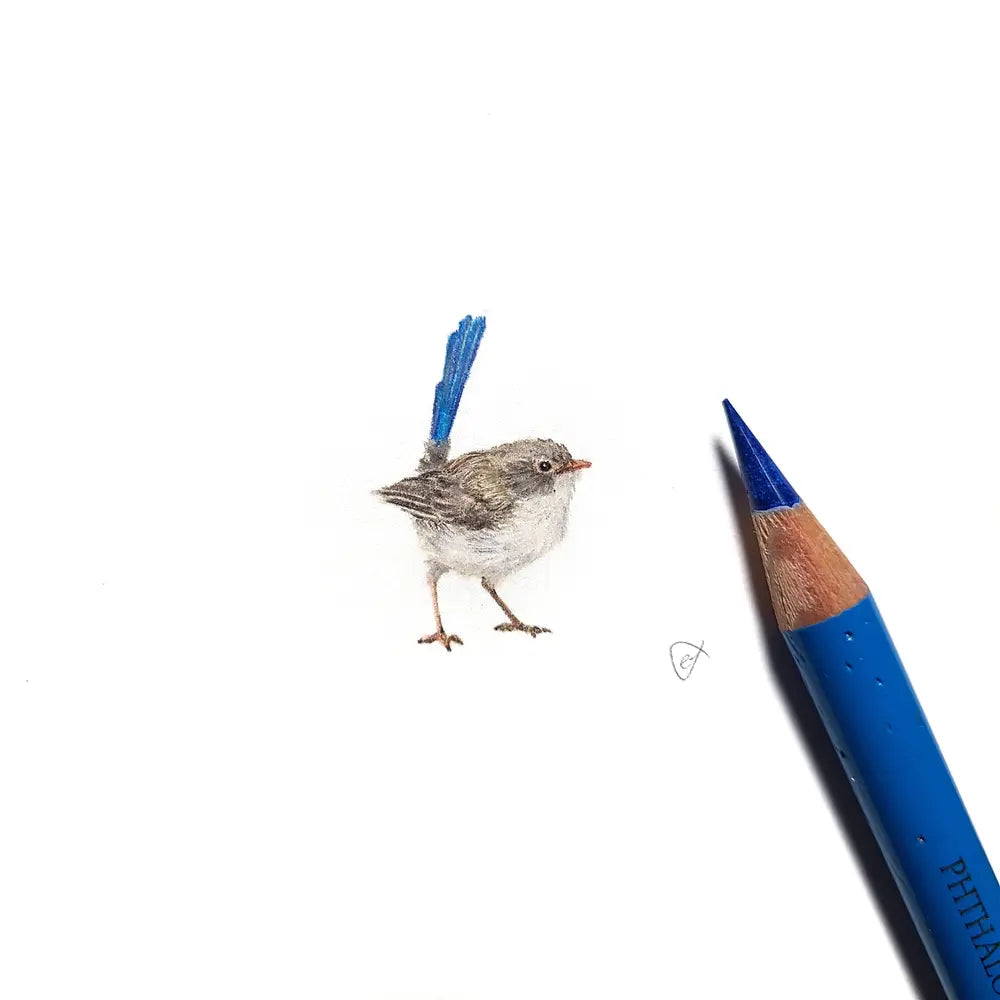 Splendid fairywren (Female) miniature #2211