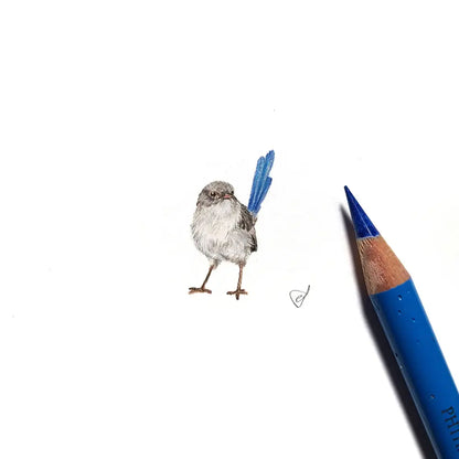 Splendid fairywren (Female) miniature #2212