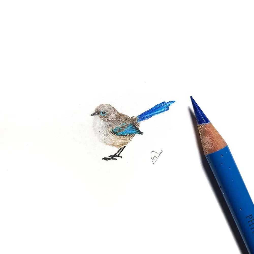 Splendid fairywren (Eclipse Male) miniature #2213