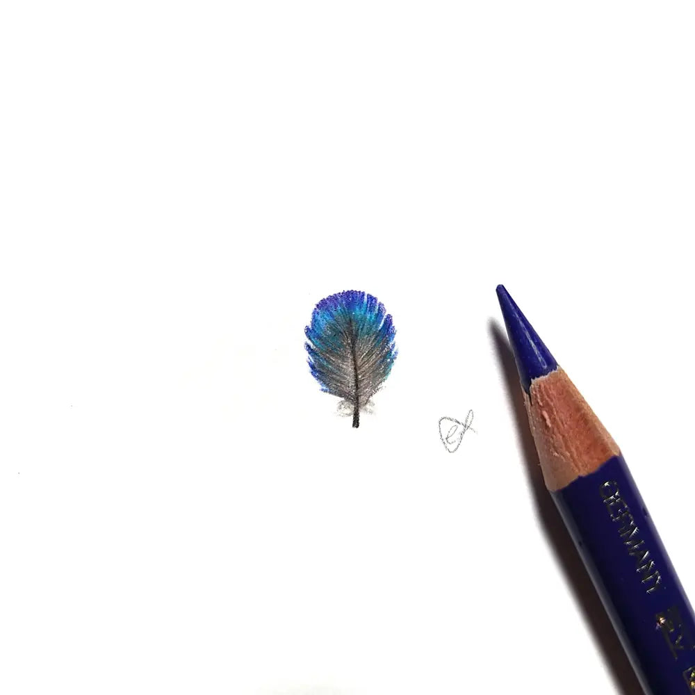Splendid Fairywren feather miniature #2215