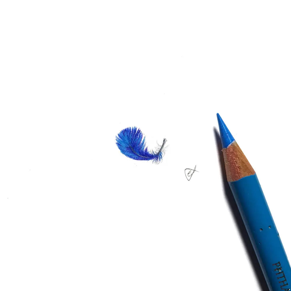 Splendid Fairywren feather miniature #2216