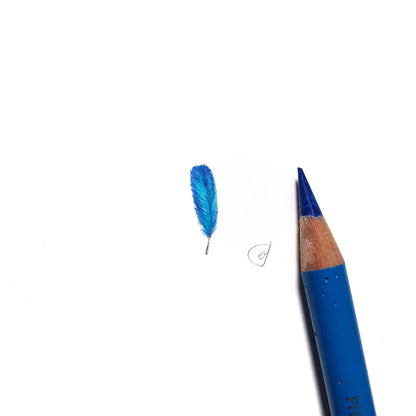 Splendid Fairywren feather miniature #2219