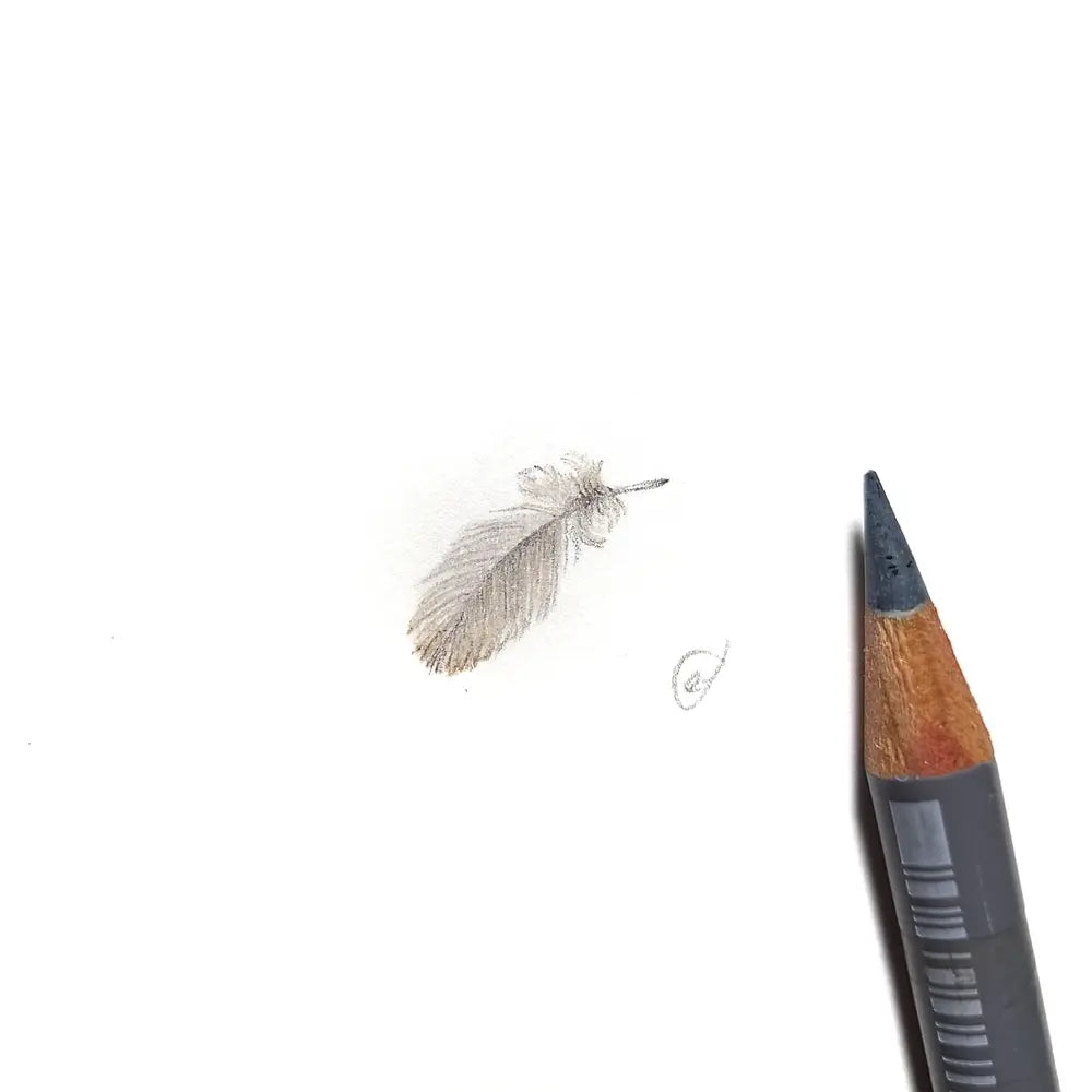 Splendid Fairywren feather miniature #2221