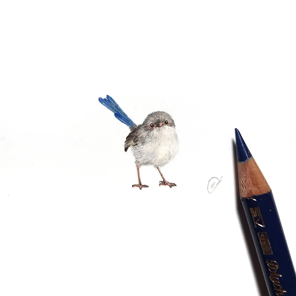 Splendid fairywren (Female) miniature #2225