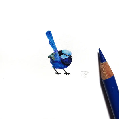 Splendid fairywren (Male) miniature #2226