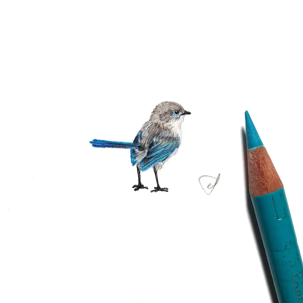 Splendid fairywren (Eclipse Male) miniature #2227