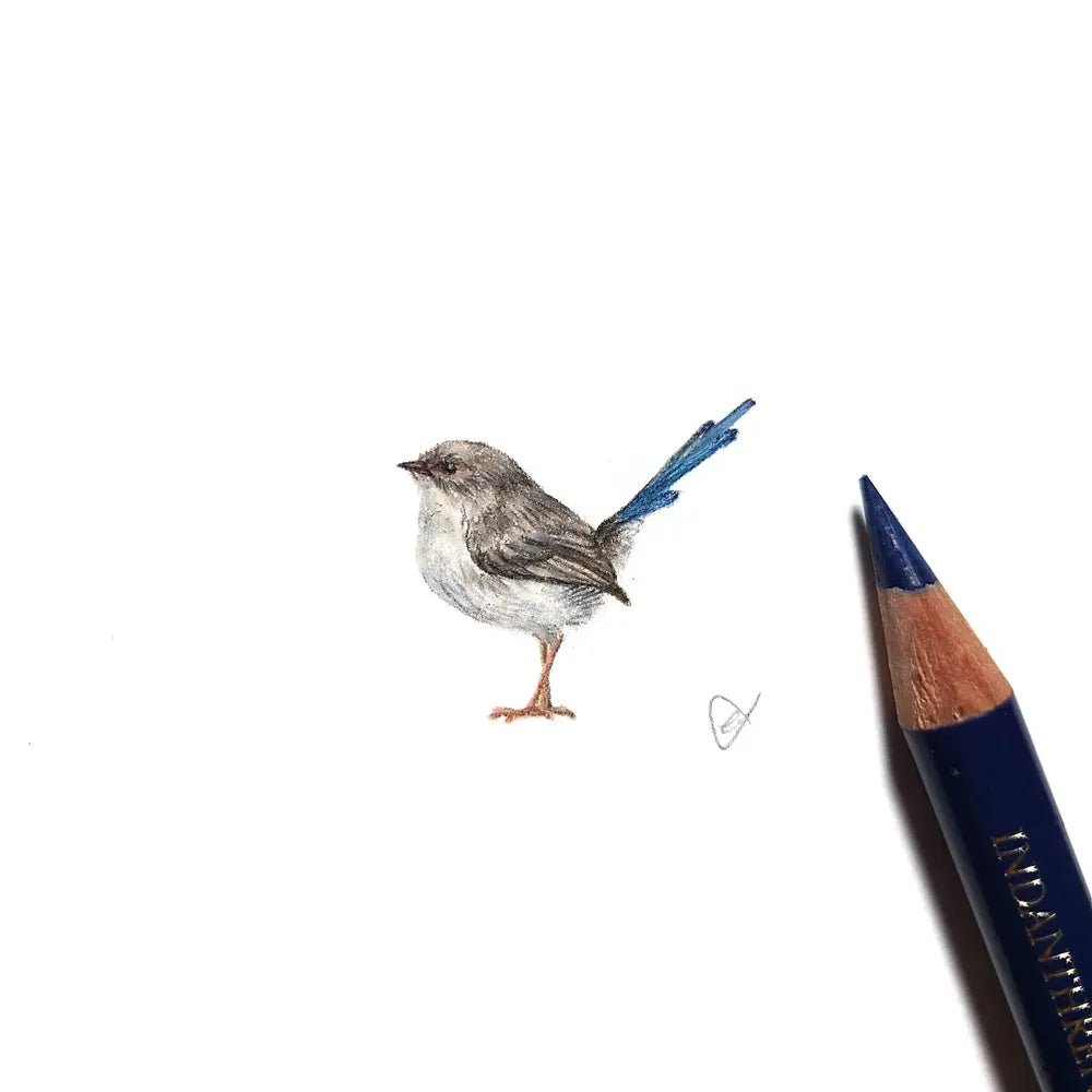 Splendid fairywren (Female) miniature #2229