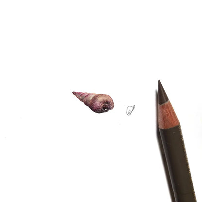 Seashell miniature #2247
