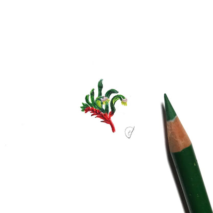 Kangaroo paw miniature #2257