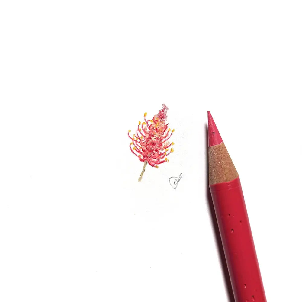 Grevillea miniature #2259