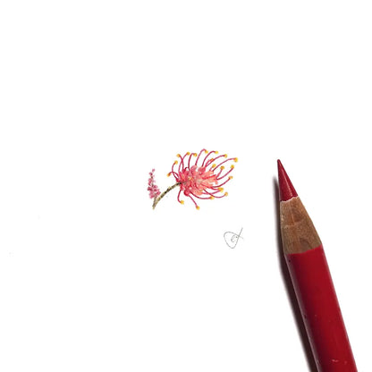 Grevillea miniature #2260