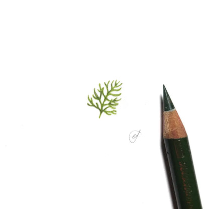 Grevillea leaf miniature #2262