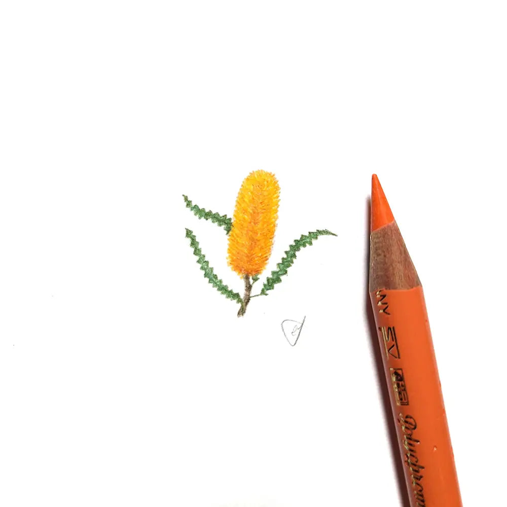 Banksia miniature #2263