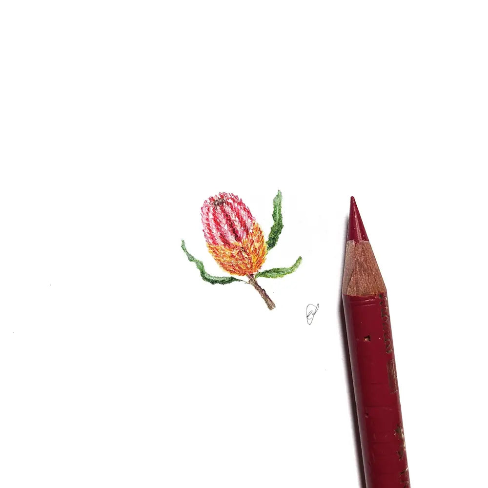 Banksia miniature #2265