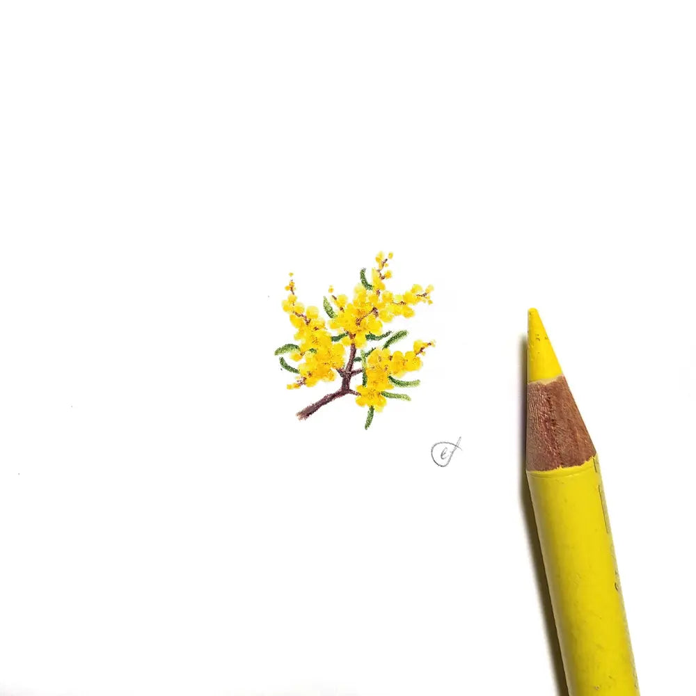 Wattle miniature #2267