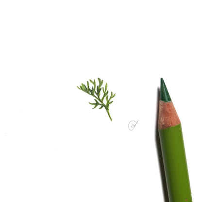 Grevillea leaf miniature #2272