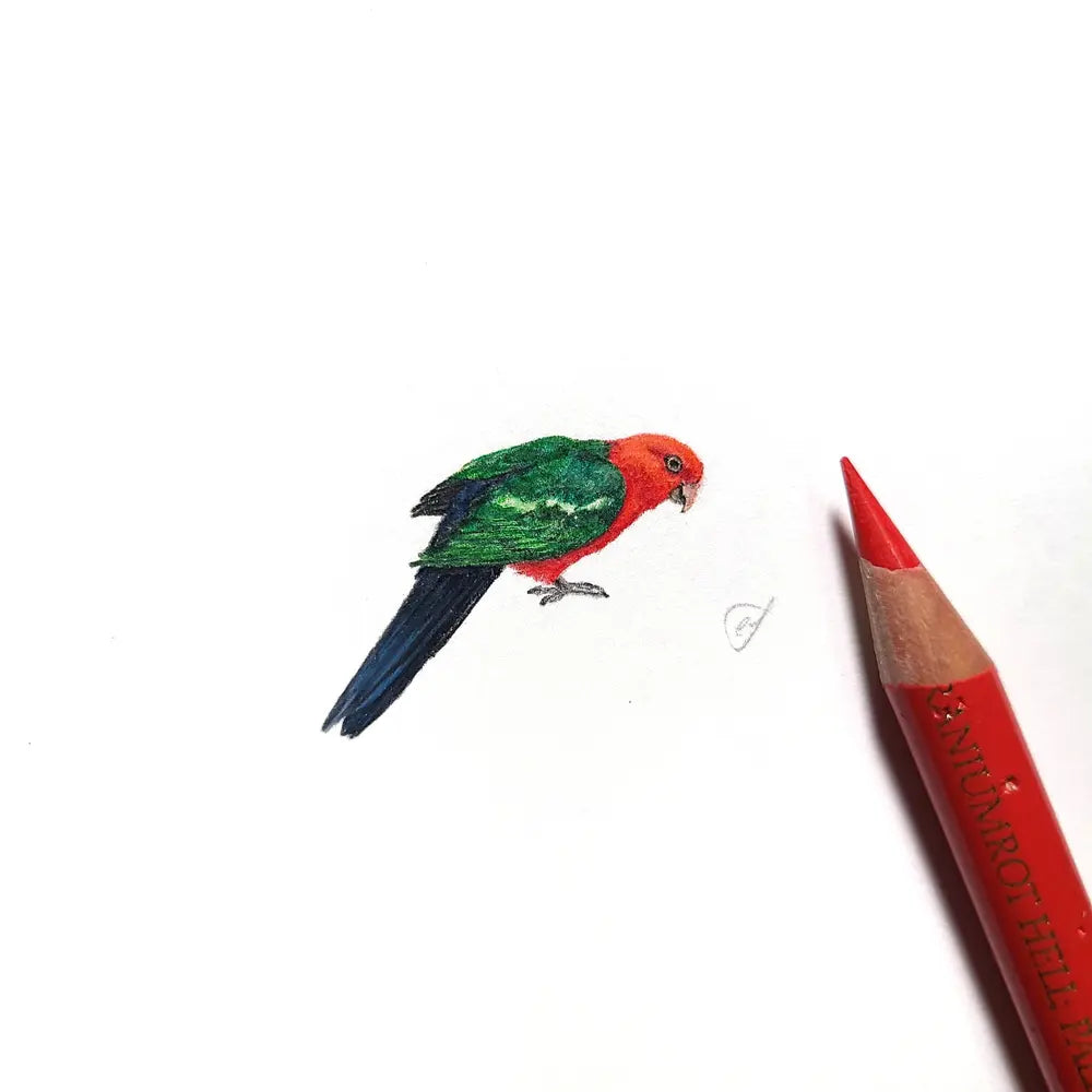 King Parrot feather miniature #2295
