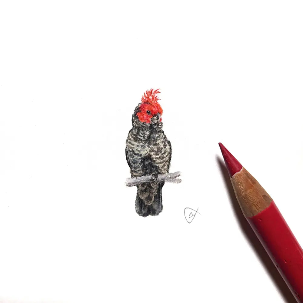 Gang-gang cockatoo miniature #2304